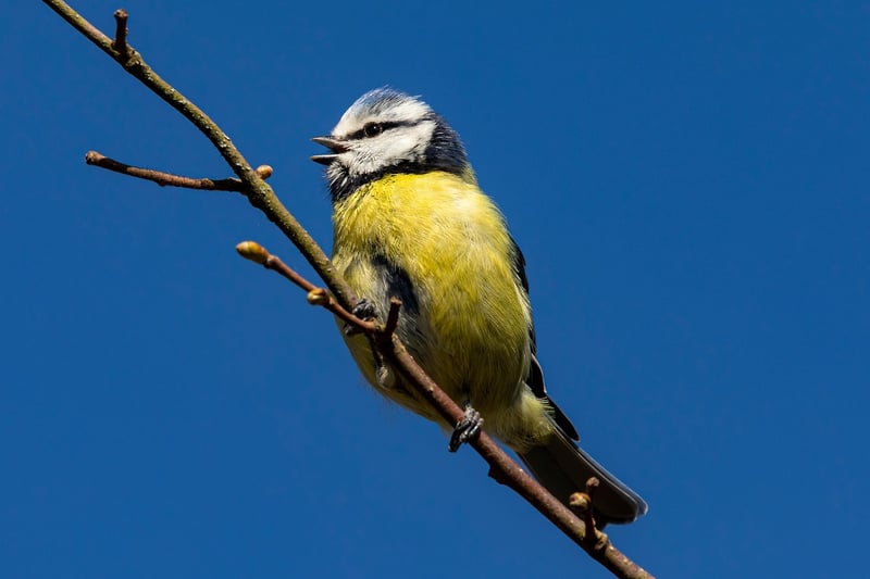 Bird Feeder